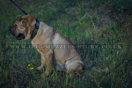 "Noble Sir" Durable Dog Collar For Shar Pei UK
