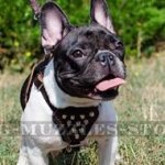 Leather Dog Harness for French Bulldog with Pyramids