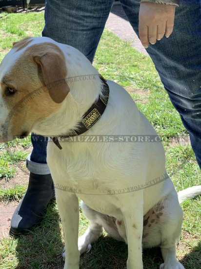 Large Dog Collars with Brass Plates | New Leather Dog Collars UK