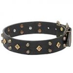 Royal Dog Collar for Your Gorgeous Dog!