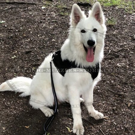 Nylon Dog Harness with Handle and Padded Triangle Chest Plate