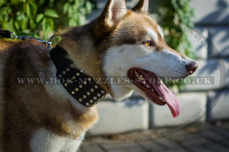 Wide Leather Dog Collar UK For Husky
