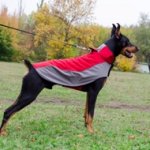 The Best Dog Coat for Doberman Walking in Wet and Cold