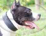 American Staffordshire Terrier Dog Collar | Padded Dog Collar UK