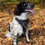 Spaniel Dog Harness with Padded Triangle Chest Plate