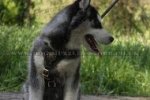 Black Padded Dog Harness For Husky Puppy Daily Use