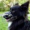 Border Collie Muzzle Shape, Dog Muzzle that Allows Dog to Drink