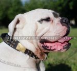 American Bull Dog Collar Gorgeous Style | Dog Leather Collar UK