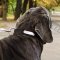 ID Tagged Dog Collar for Strong Mastiff Dog Walking and Training