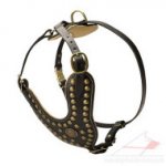 Royal Design Luxury Leather Dog Harness for a Gorgeous Dog!