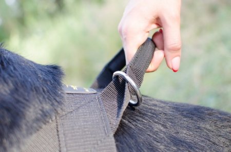 The Bestseller Rottweiler Dog Harness to Stop Pulling on a Leash