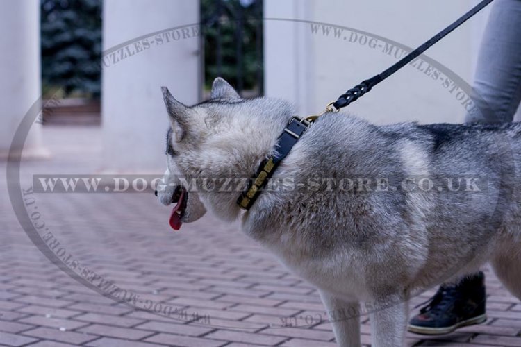 Luxurious Brass Studded Dog Collar For Siberian Husky