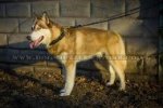 "VIP Class Doggy" Braided Leather Dog Collar For Siberian Husky