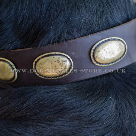 Best Labrador Retriever Leather Collar for Dogs with Ellipses
