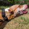 Pit Bull Terrier Collars UK Best Design | Spiked Dog Collars