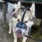 Akita and Husky Dog Wire Basket Muzzle | Husky Muzzles for Sale