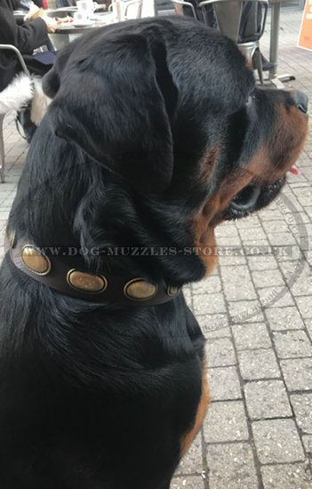Fashion Dog Collar | Studded Designer Dog Collar