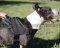 Quality Nylon Dog Harness for English Bull Terrier UK Bestseller