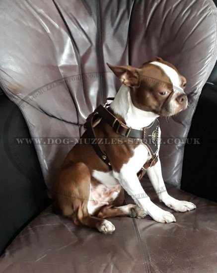 Gorgeous French Bulldog Harness Leather Design