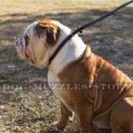 English Bulldog Walking Dog Collar and Lead in One
