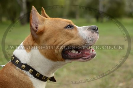 Designer Dog Collar for Amstaff Dog Breed | Studded Dog Collar