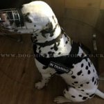 Dalmatian Dog Harness to Stop Dog Pulling on a Leash