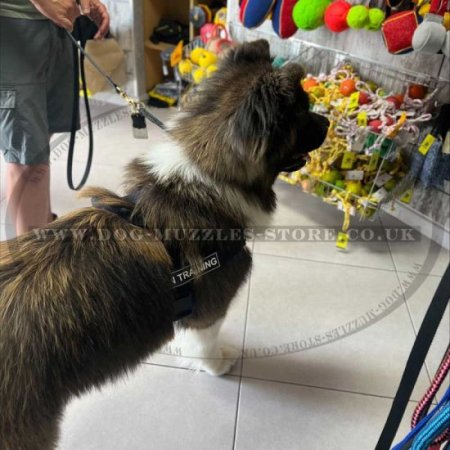 No Pull Dog Harness for Husky Husky Dog Harness UK 38.75