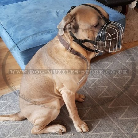 Wire Basket Dog Muzzle for Cane Corsos