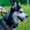 Husky Training Dog Collar with Handle, Steel Hardware