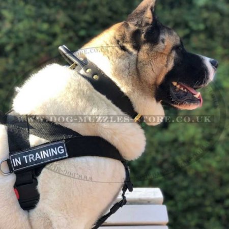 Non Pull Dog Harness UK Bestseller with Front Clip and Ring