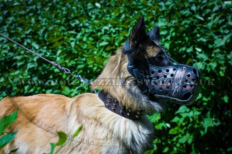 The Best Dog Training Muzzle for Active Tervuren Dogs