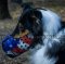 Handmade Painted Collie Dog Muzzle for Active Dogs Training