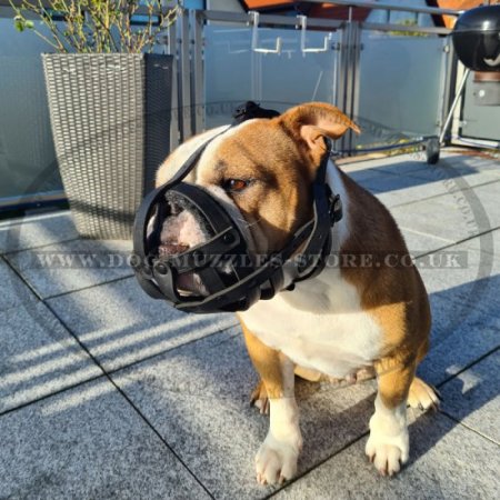 Old English Bulldog Muzzle UK Bestseller Leather Basket