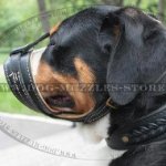Loop-Like Soft Dog Muzzle to Stop Barking for Sennenhund