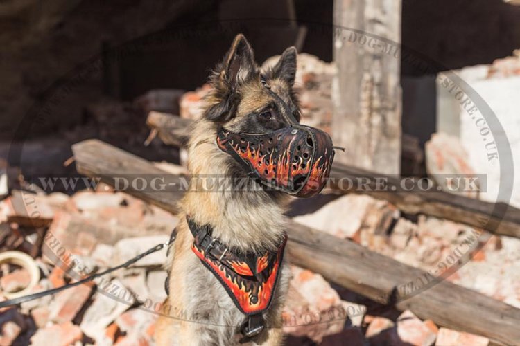 Belgian Shepherd Police Dog Muzzle, Leather