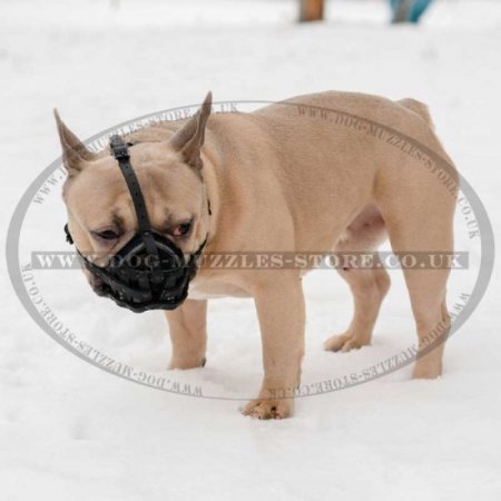 French Bulldog Muzzle UK | Leather Dog Muzzle for Frenchie