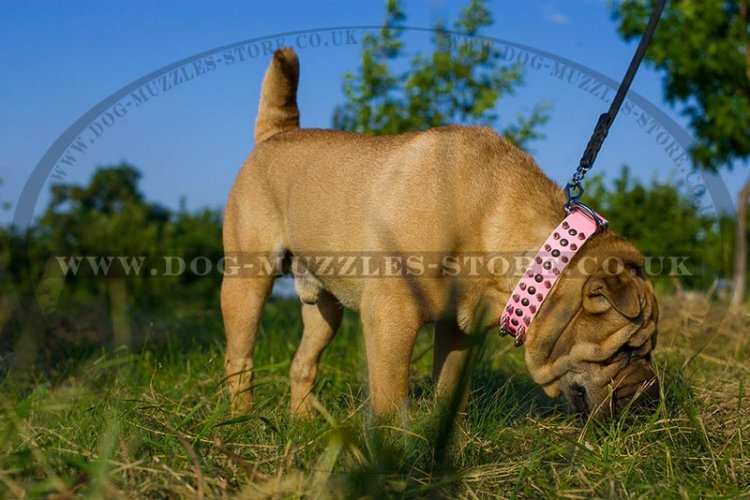 Pink Leather Dog Collar For Shar Pei UK