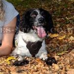 Best Spaniel Dog Harness in Leather Design