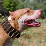 Pit Bull Terrier Collar Wide Leather | Spiked Dog Collar Large
