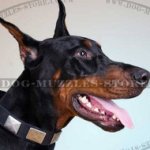 Designer Dog Collar with Nickel-Plated Square Studs