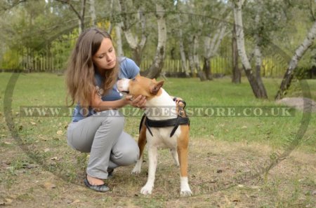 Staffy Weight Pulling Harness For Dog Sport And Tracking