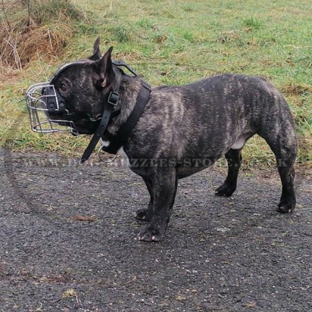 Best Muzzle for French Bulldog | Basket Muzzle for Frenchie