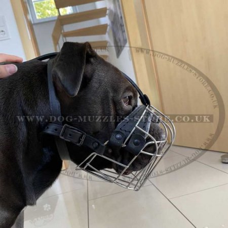 English Bulldog Muzzle Wire Basket