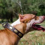 Leather Dog Collar for Pitbull | Large Dog Collar Brass Plated