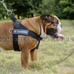 English Bulldog Harness to Stop Pulling on the Leash BestSeller
