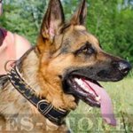 Custom Leather Dog Collars for GSD Super Comfy Use