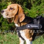 The Best Beagle Harness UK to Stop Pulling on a Leash!