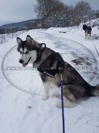 The Best No Pull Dog Harness for Husky Walking and Training