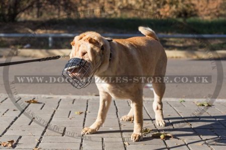 Super Ventilated Shar Pei Muzzle that Allows Drinking