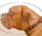 Dogue De Bordeaux Collar 1 in Wide | Brass Studded Dog Collar